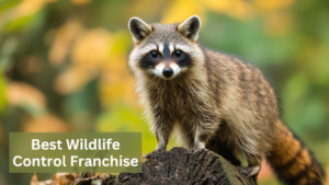 Best Wildlife Control Franchise