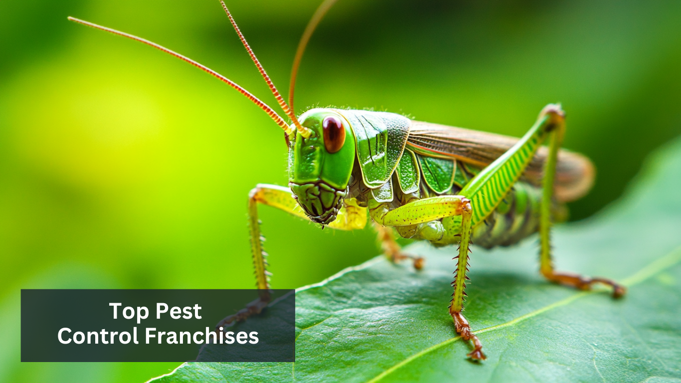 Top Pest Control Franchises