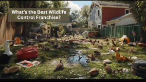 What’s the Best Wildlife Control Franchise?