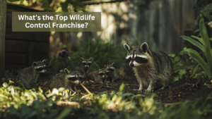 What's the top wildlife control franchise?